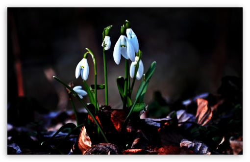 Snowdrops Wallpapers - Wallpaper Cave