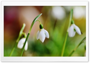 Snowdrop Bokeh Ultra HD Wallpaper for 4K UHD Widescreen desktop, tablet & smartphone