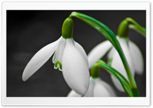 Snowdrop Flower Ultra HD Wallpaper for 4K UHD Widescreen desktop, tablet & smartphone
