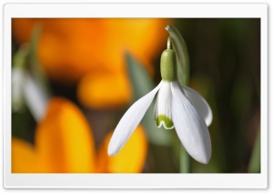 Snowdrop Flower Ultra HD Wallpaper for 4K UHD Widescreen desktop, tablet & smartphone