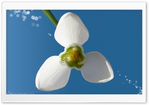 Snowdrop II Ultra HD Wallpaper for 4K UHD Widescreen desktop, tablet & smartphone
