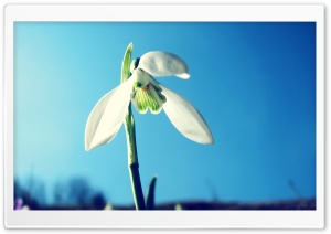 Snowdrop, Spring Ultra HD Wallpaper for 4K UHD Widescreen desktop, tablet & smartphone