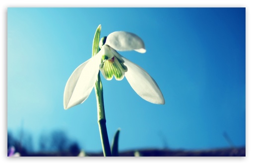 Snowdrop, Spring UltraHD Wallpaper for 8K UHD TV 16:9 Ultra High Definition 2160p 1440p 1080p 900p 720p ; Widescreen 16:10 5:3 WHXGA WQXGA WUXGA WXGA WGA ; Fullscreen 4:3 5:4 3:2 UXGA XGA SVGA QSXGA SXGA DVGA HVGA HQVGA ( Apple PowerBook G4 iPhone 4 3G 3GS iPod Touch ) ; Tablet 1:1 ; Mobile 3:4 - ; Dual 5:4 QSXGA SXGA ;