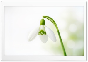Snowdrop Spring Flower 4K UHD Wallpaper for Widescreen and UltraWide Desktop, UltraHD TV, Smartphone, Tablet