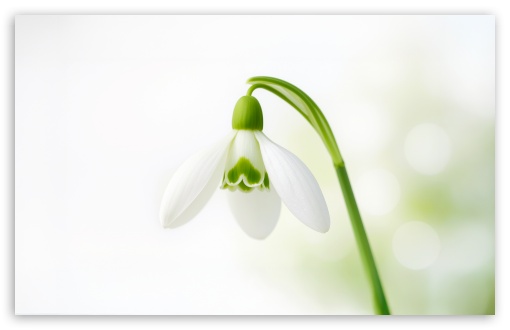 Snowdrop Spring Flower UltraHD Wallpaper for UHD 16:9 ; HD 16:9 ; UltraWide 21:9 24:10 ; Widescreen 16:10 5:3 ; Fullscreen 4:3 5:4 3:2 ; Tablet 1:1 ; Mobile 10:16 2:3 3:5 3:4 ; Dual 4:3 5:4 ;