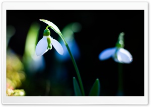 Snowdrop Spring Flower Close-up Ultra HD Wallpaper for 4K UHD Widescreen desktop, tablet & smartphone