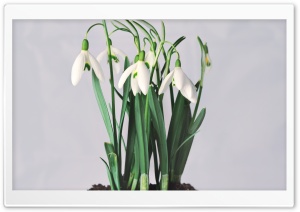 Snowdrops Ultra HD Wallpaper for 4K UHD Widescreen desktop, tablet & smartphone