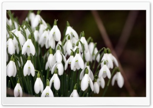 Snowdrops Flowers Ultra HD Wallpaper for 4K UHD Widescreen desktop, tablet & smartphone