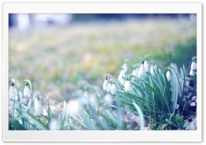 Snowdrops In The Grass Ultra HD Wallpaper for 4K UHD Widescreen desktop, tablet & smartphone