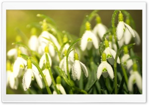 Snowdrops Spring Ultra HD Wallpaper for 4K UHD Widescreen desktop, tablet & smartphone