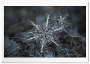 Snowflakes Macro Ultra HD Wallpaper for 4K UHD Widescreen desktop, tablet & smartphone