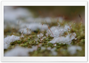 Snowflakes On Moss Ultra HD Wallpaper for 4K UHD Widescreen desktop, tablet & smartphone