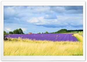 Snowshill Lavender Gardens Ultra HD Wallpaper for 4K UHD Widescreen desktop, tablet & smartphone