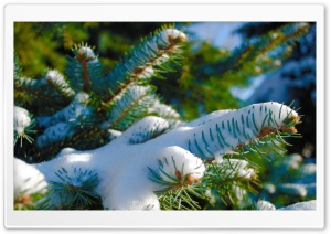 Snowy Blue Spruce Ultra HD Wallpaper for 4K UHD Widescreen desktop, tablet & smartphone