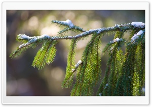 Snowy Branch Ultra HD Wallpaper for 4K UHD Widescreen desktop, tablet & smartphone
