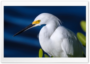 Snowy Egret Egretta thula Bird Ultra HD Wallpaper for 4K UHD Widescreen desktop, tablet & smartphone