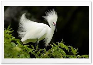 Snowy Egret In Breeding Plumage Florida Ultra HD Wallpaper for 4K UHD Widescreen desktop, tablet & smartphone