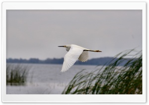 Snowy Egret in Flight Ultra HD Wallpaper for 4K UHD Widescreen desktop, tablet & smartphone