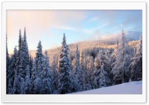 Snowy Fir Tree Forest Ultra HD Wallpaper for 4K UHD Widescreen desktop, tablet & smartphone