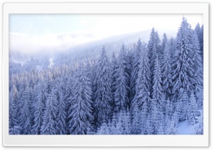 Snowy Fir Trees Forest Ultra HD Wallpaper for 4K UHD Widescreen desktop, tablet & smartphone