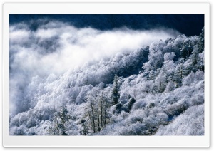 Snowy Forest Scene Ultra HD Wallpaper for 4K UHD Widescreen desktop, tablet & smartphone