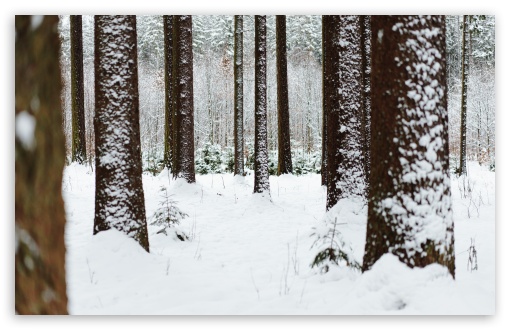 Snowy Forest Trees UltraHD Wallpaper for UHD 16:9 ; HD 16:9 ; UltraWide 21:9 24:10 32:9 32:10 ; Widescreen 16:10 5:3 ; Fullscreen 4:3 5:4 3:2 ; Tablet 1:1 ; Mobile 9:16 9:19.5 9:20 9:21 9:22 10:16 2:3 3:5 3:4 ; Dual 16:10 5:3 16:9 4:3 5:4 3:2 ;