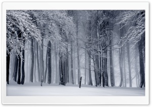 Snowy Forest, Winter Ultra HD Wallpaper for 4K UHD Widescreen desktop, tablet & smartphone
