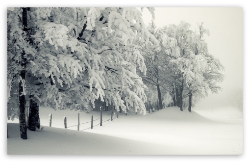 Snowy Landscape Wallpaper With Trees Snow White Winter Background