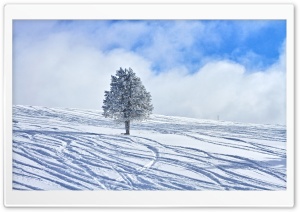 Snowy Lone Tree Ultra HD Wallpaper for 4K UHD Widescreen desktop, tablet & smartphone