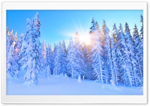 Snowy Mountain Woods Illuminated by a Golden Sun 4K UHD Wallpaper for Widescreen and UltraWide Desktop, UltraHD TV, Smartphone, Tablet