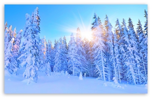 Snowy Mountain Woods Illuminated by a Golden Sun UltraHD Wallpaper for UHD 16:9 ; HD 16:9 ; UltraWide 21:9 24:10 32:9 32:10 ; Widescreen 16:10 5:3 ; Fullscreen 4:3 5:4 3:2 ; Tablet 1:1 ; Mobile 9:16 9:19.5 9:20 9:21 9:22 10:16 2:3 3:5 3:4 ; Dual 16:10 5:3 16:9 4:3 5:4 3:2 ; Triple 16:10 5:3 16:9 4:3 5:4 3:2 ;