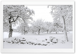 Snowy Orchard, Winter Ultra HD Wallpaper for 4K UHD Widescreen Desktop, Lockscreen, Screensaver, TV, Tablet, Smartphone