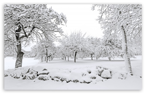 Snowy Orchard, Winter UltraHD Wallpaper for UHD 16:9 ; HD 16:9 ; UltraWide 21:9 24:10 ; Widescreen 16:10 5:3 ; Fullscreen 4:3 5:4 3:2 ; Tablet 1:1 ;