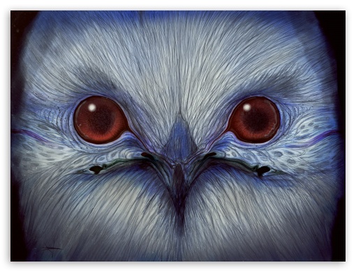 Snowy Owl UltraHD Wallpaper for Standard 4:3 Fullscreen UXGA XGA SVGA ; iPad 1/2/Mini ; Mobile 4:3 - UXGA XGA SVGA ;