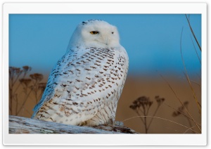 Snowy Owl Ultra HD Wallpaper for 4K UHD Widescreen desktop, tablet & smartphone