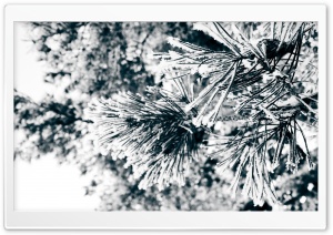 Snowy Pine Needles Ultra HD Wallpaper for 4K UHD Widescreen desktop, tablet & smartphone
