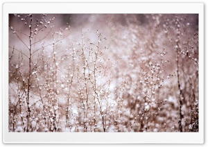 Snowy Plants Ultra HD Wallpaper for 4K UHD Widescreen desktop, tablet & smartphone