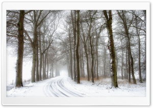 Snowy Road and Trees, Winter Ultra HD Wallpaper for 4K UHD Widescreen desktop, tablet & smartphone
