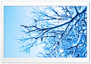 Snowy Tree Ultra HD Wallpaper for 4K UHD Widescreen desktop, tablet & smartphone