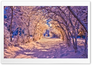 Snowy Tree Archway Ultra HD Wallpaper for 4K UHD Widescreen desktop, tablet & smartphone