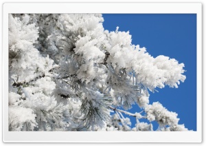 Snowy Tree Branch Blue Sky Ultra HD Wallpaper for 4K UHD Widescreen desktop, tablet & smartphone