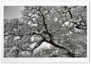 Snowy Tree Branches Ultra HD Wallpaper for 4K UHD Widescreen desktop, tablet & smartphone