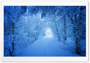 Snowy Tree Tunnel Ultra HD Wallpaper for 4K UHD Widescreen Desktop, Lockscreen, Screensaver, TV, Tablet, Smartphone