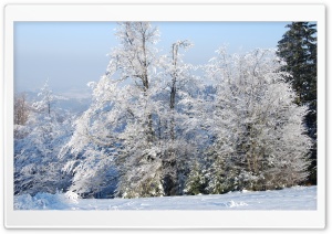 Snowy Trees Ultra HD Wallpaper for 4K UHD Widescreen Desktop, Lockscreen, Screensaver, TV, Tablet, Smartphone