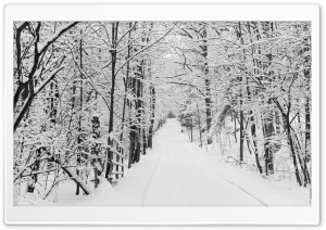 Snowy Trees, Rural Road, Winter Ultra HD Wallpaper for 4K UHD Widescreen desktop, tablet & smartphone