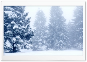 Snowy Trees,  Winter Scenery Ultra HD Wallpaper for 4K UHD Widescreen desktop, tablet & smartphone