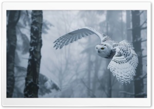 Snowy White Owl Bird Flying Ultra HD Wallpaper for 4K UHD Widescreen Desktop, Lockscreen, Screensaver, TV, Tablet, Smartphone