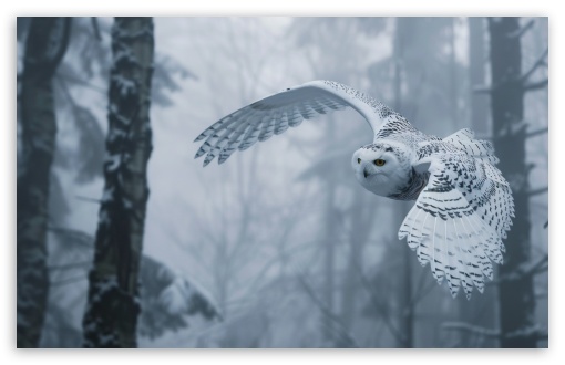 Snowy White Owl Bird Flying UltraHD Wallpaper for UHD 16:9 ; HD 16:9 ; UltraWide 21:9 24:10 ; Widescreen 16:10 5:3 ; Fullscreen 4:3 5:4 3:2 ; Tablet 1:1 ;