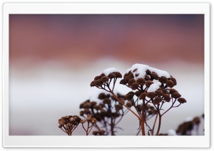 Snowy Wildflower Ultra HD Wallpaper for 4K UHD Widescreen desktop, tablet & smartphone