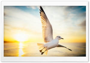 Soar, Seagull Bird, Sunrise Ultra HD Wallpaper for 4K UHD Widescreen desktop, tablet & smartphone